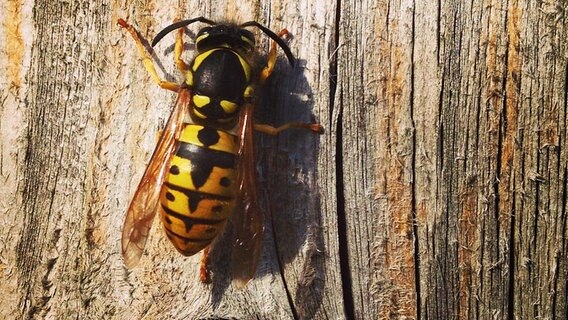 eine Wespe auf einem Holzbalken © NDR Foto: Sophie Walter aus Admannshagen