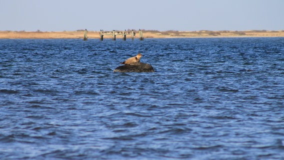 Seehund liegt auf einem Felsen im Wasser © NDR Foto: Wolfgang Sielemann aus Krempin