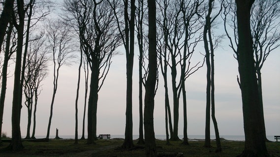 Meerblick durch einen Baumbestand © NDR Foto: Marie-Theres Thiel aus Rostock