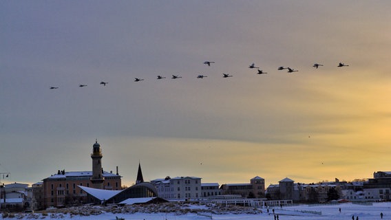 Schwäne fliegen über den Strand von Warnemünde © NDR Foto: Richard Lotz aus Rostock