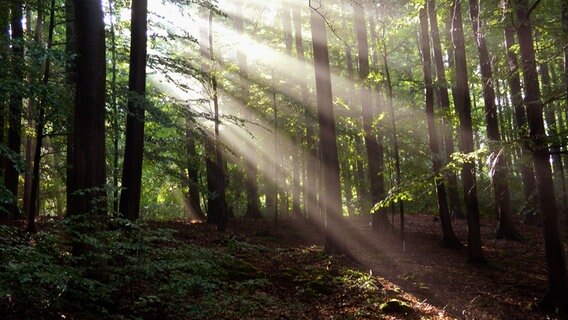 Sonnenstrahlen brechen durch die Bäume in einem Wald © NDR Foto: Erika Wenzel aus Bad Doberan