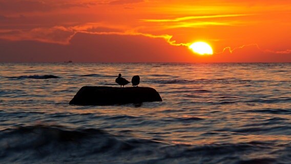 Zwei Möwen auf einem Stein in der Ostsee bei Sonnenuntergang © NDR Foto: Christian Pagenkopf aus Rostock