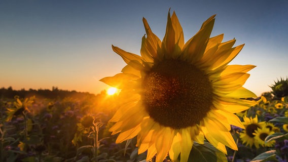 Sonnenblume mit Sonne im Hintergrund © NDR Foto: Jürgen Evert aus Güstrow