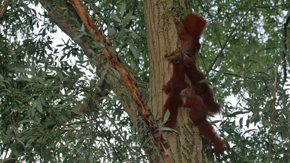 Eichhörnchen in einem Baum © NDR Foto: Andreas Scheibe aus Klein Schwiesow