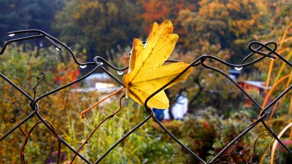 Herbstlaub im Gartenzaun © NDR Foto: Erika Wenzel aus Bad Doberan