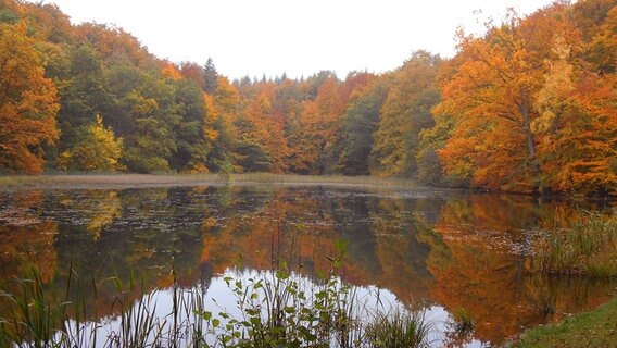 Bäume mit Herbstlaub an einem See © NDR Foto: Erika Wenzel aus Bad Doberan