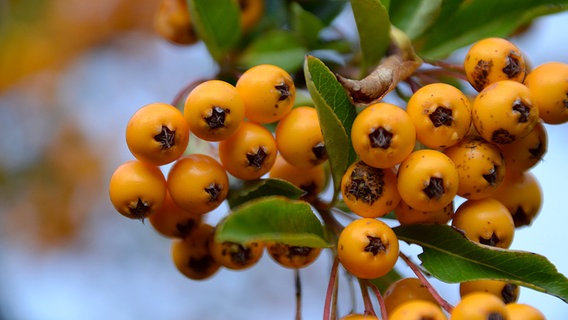 Leuchtend gelbe Beeren © NDR Foto: Christopher Hahn aus Charlottenthal