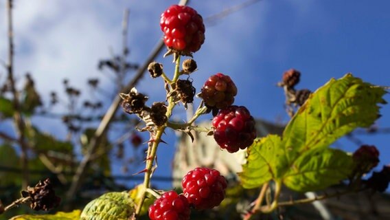 Himbeeren © NDR Foto: Dirk Auerbach aus Rostock