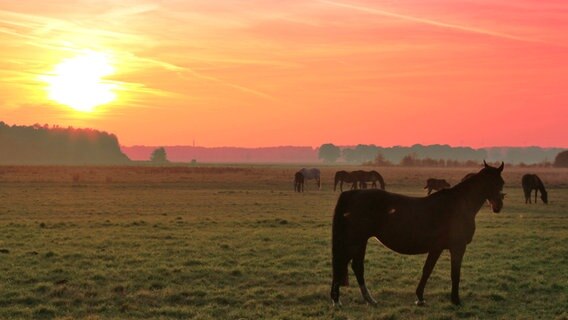 Pferde stehen bei Sonnenuntergang auf einer Weide © NDR Foto: Carsten Völkel aus Banzkow