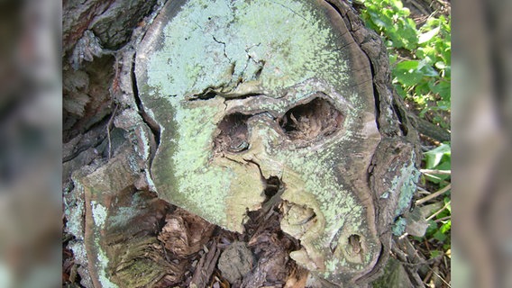 Baumstamm sieht aus wie ein Totenkopf © NDR Foto: Jürgen Nagorsnick aus Tempzin