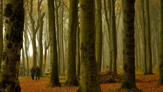 Spaziergänger in einem Wald © NDR Foto: Peter Schumacher aus Sievershagen
