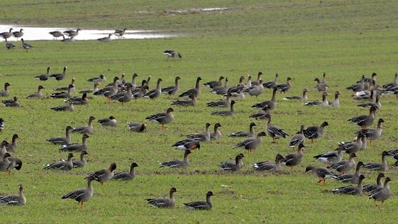 Dutzende Wildgänse rasten auf einer Wiese. © NDR Foto: Manfred Sander aus Einhusen