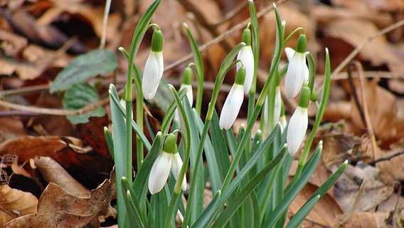 Schneeglöckchen © NDR Foto: Kornelia Trakies aus Ribnitz-Damgarten