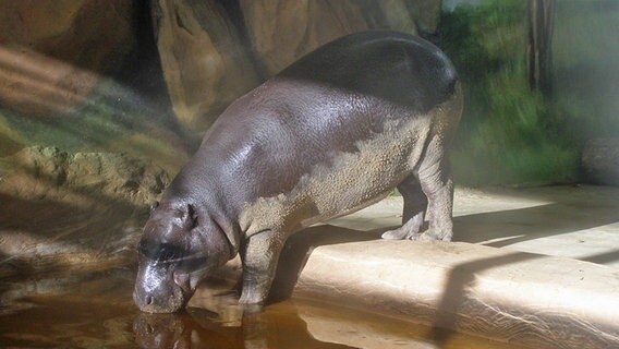 Ein Baby-Nilpferd trinkt aus einem Becken. © NDR Foto: Siegfried Matylis aus Rostock