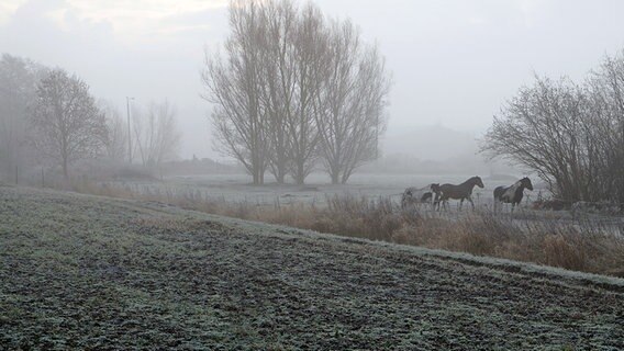 Pferde stehen auf einer Koppel im Nebel © NDR Foto: Thomas Hausrath und Marcel Guth aus Rostock.