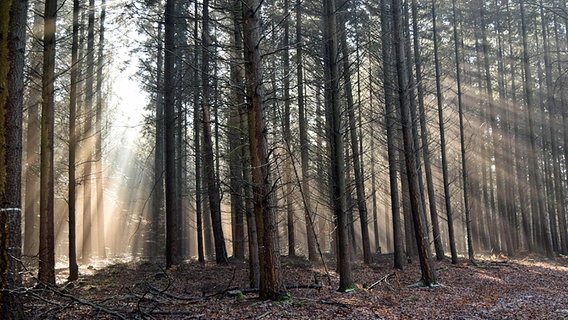 Sonnenstrahlen kämpfen sich durch den Nebel. © NDR Foto: Jürgen Nagorsnick aus Tempzin