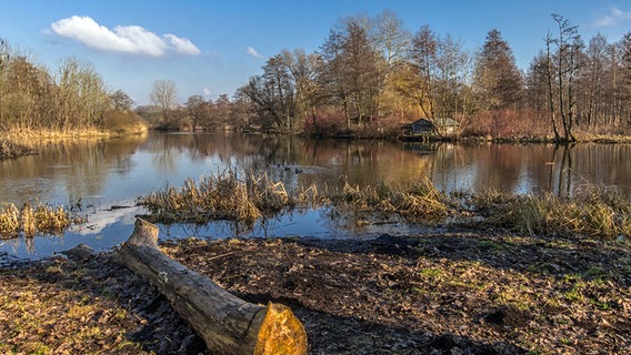 Ein Baumstamm liegt am Flussufer. © NDR Foto: Jürgen Evert aus Güstrow