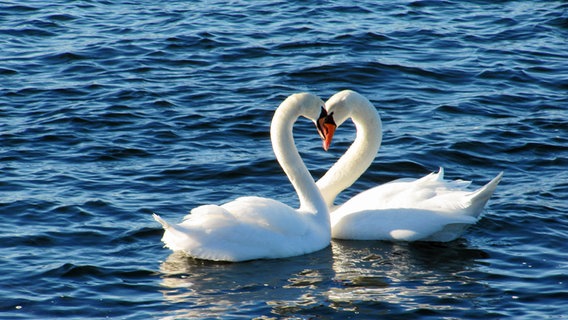 Zwei Schwäne auf dem Wasser. © NDR Foto: Gert Ehrlich aus Rostock