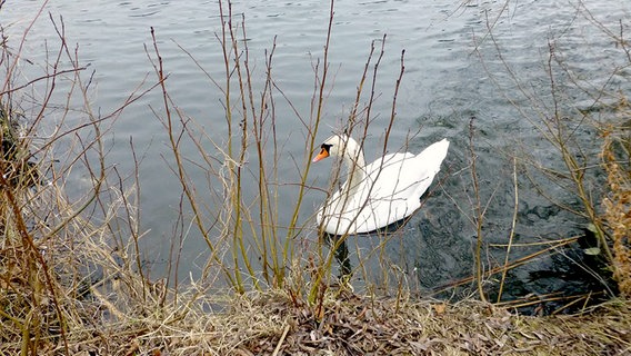 Ein Schwan schwimmt auf einem Teich. © NDR Foto: Lore Krebs aus Rostock