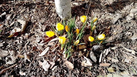 Gelbe Frühblüher an einem Baum © NDR Foto: Roger Lambert aus Gülzow-Prüzen