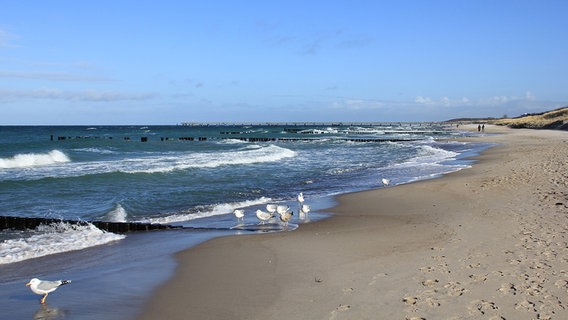 Spaziergänger am Strand © NDR Foto: Klaus-Peter Redlich aus Rostock