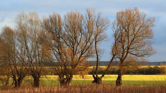 Bäume auf einer Wiese © NDR Foto: Sigrid Portner aus Marlow