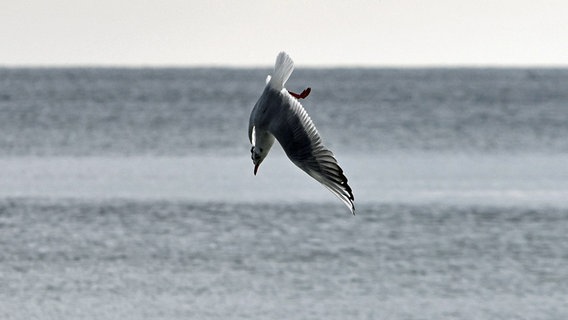 Möwe im Sturzflug © NDR Foto: Katrin Kunkel aus Ribnitz-Damgarten