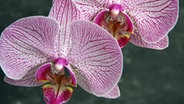 Eine blühende Orchidee. © NDR Foto: Hans-Herbert Bohn aus Rostock