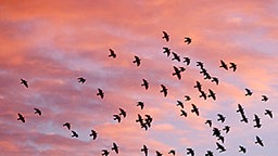 Ein Sonnenaufgang mit Vogelschwarm über Pastow. © Brigitte Wegner Foto: Brigitte Wegner, Pastow