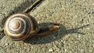 Schnecke © NDR Foto: Kerstin Behrend aus Neubrandenburg