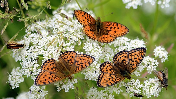 Drei Schmetterlinge auf weißen Blüten © NDR Foto: Manfred Bergholz aus Waren-Müritz