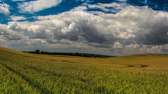 Reifes Kornfeld © NDR Foto: Werner Bayer aus Neubrandenburg