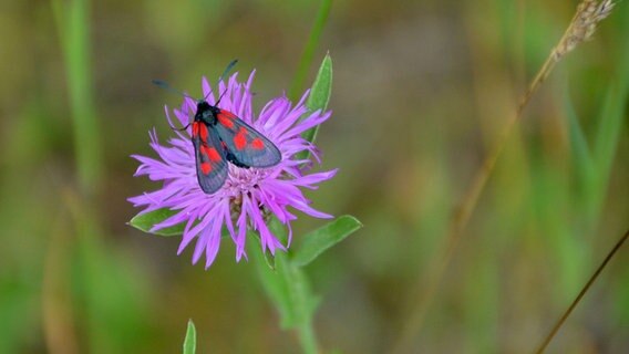 Schmetterling auf einer Blüte © NDR Foto: Wolfgang Dee aus Neubrandenburg