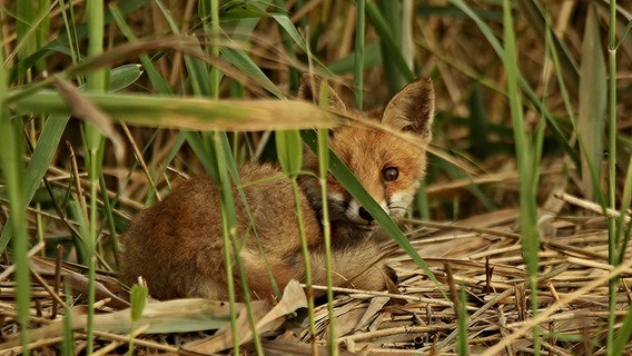 Jungfuchs im Schilf © NDR Foto: Karl-Heinz Fritschek aus Neubrandenburg