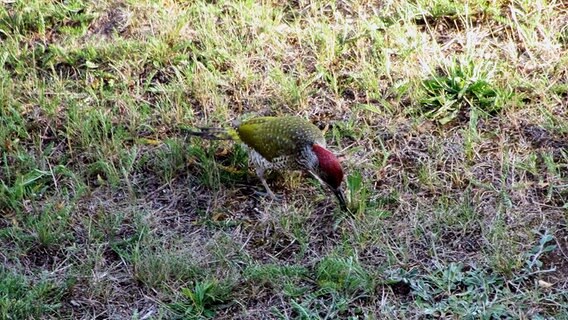 Ein Vogel sucht im Gras nach Futter. © NDR Foto: Manfred Bergholz aus Waren-Müritz