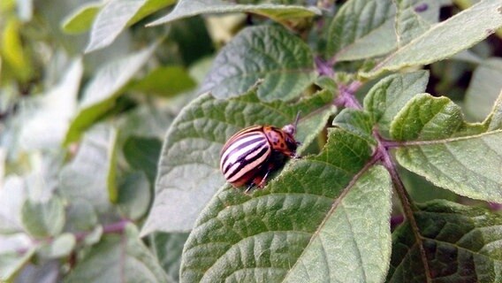 Ein Käfer auf einem Laubblatt © NDR Foto: Pascal Beese aus Malchow