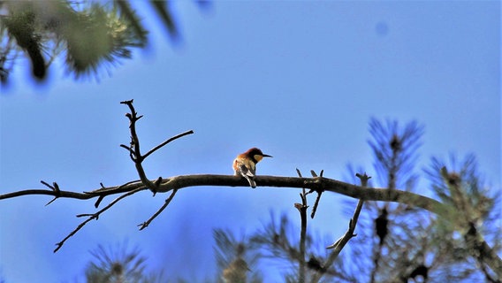 Ein Bienenfresser auf einem Ast © NDR Foto: Manfred Bergholz aus Waren-Müritz