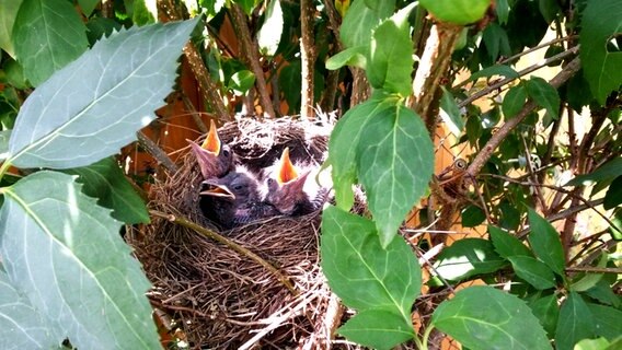 Küken in einem Nest © NDR Foto: Ricarda Bismark aus Neubrandenburg