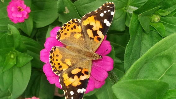 Ein Schmetterling auf einer Blume © NDR Foto: Peer Kummert