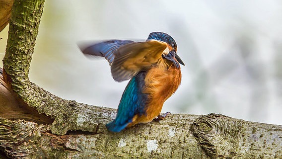 Ein Eisvogel auf einem Ast © NDR Foto: Detlef Meier aus Ducherow