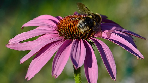 Eine Biene sitzt auf einer Blume. © NDR Foto: Reinhard Niklas aus Lubmin