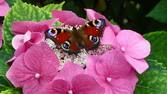 Ein Tagpfauenauge auf einer Blume © NDR Foto: Bärbel Koch aus Neustrelitz