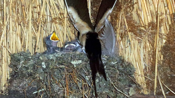 Jungvögel in einem Nest vor der Fütterung © NDR Foto: Peter Ernst aus Waren