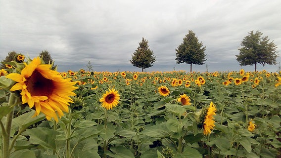 Sonnenblumenfeld © NDR Foto: Peter Ernst aus Waren