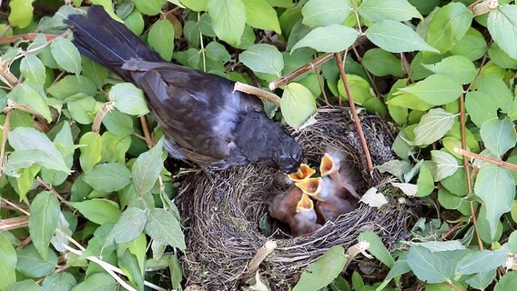 Eine Amsel füttert die im Nest sitzenden Jungvögel. © NDR Foto: Peter Ernst aus Waren