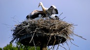 Ein Storch setzt zum Flug aus dem Nest an. © NDR Foto: Wolfgang Dee aus Neubrandenburg