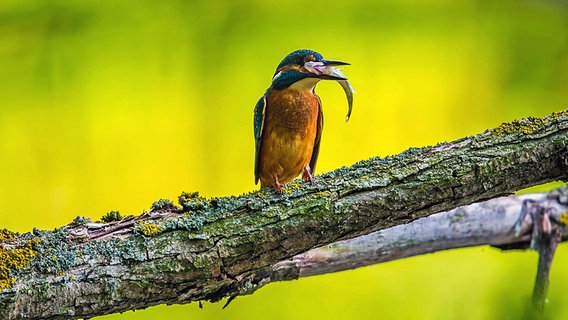 Ein Vogel steht auf einem Ast mit einem Fisch im Schnabel. © NDR Foto: Detlef Meier aus Ducherow