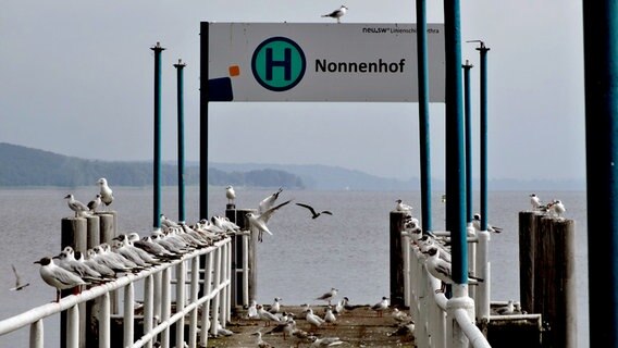 Viele Möwen versammeln sich an einem Schiffsanleger. © NDR Foto: Siegfried Pannwitz aus Neuendorf