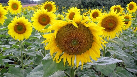 Ein Sonnenblumenfeld © NDR Foto: Manfred Bergholz aus Waren-Müritz