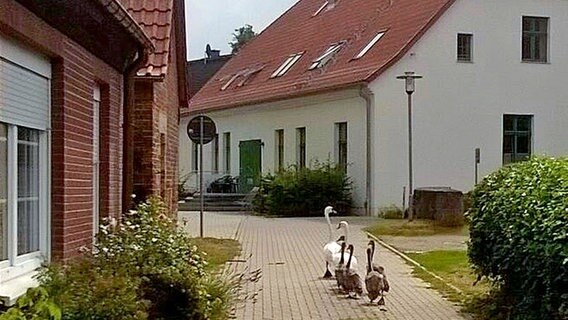 Eine Schwanenfamilie watschelt auf einer kleinen Straße. © NDR Foto: Rita Fuhrmann aus Hohenzieritz